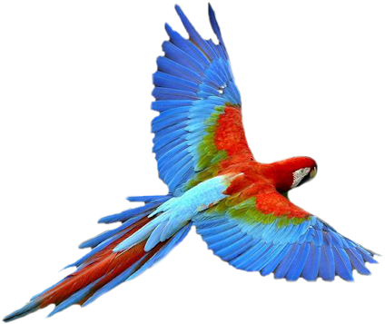 Vibrant_ Macaw_ In_ Flight.png PNG