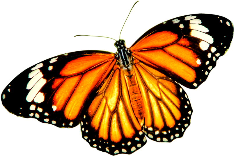 Vibrant_ Monarch_ Butterfly_ Transparent_ Background.png PNG