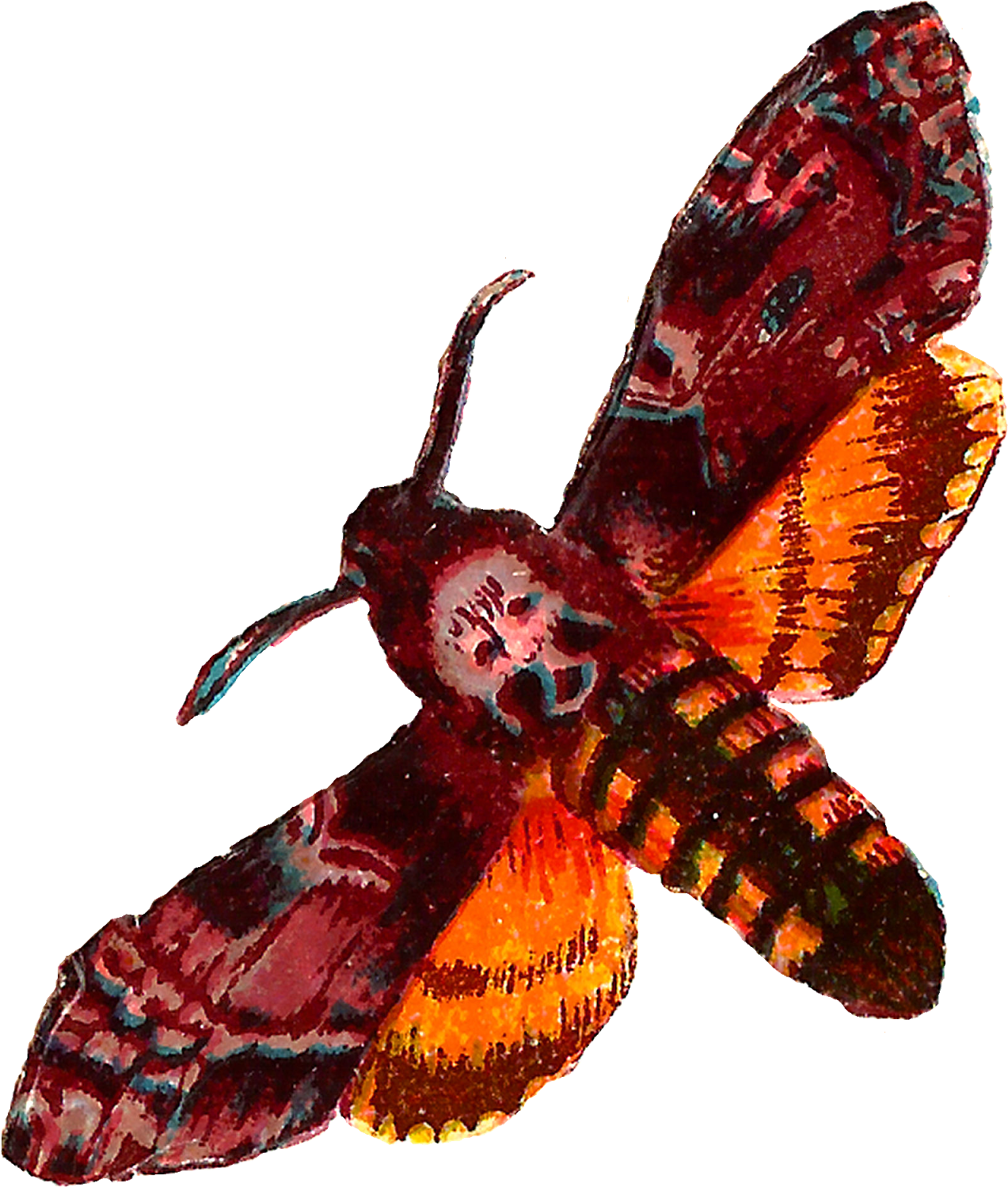 Vibrant_ Moth_ Illustration.png PNG