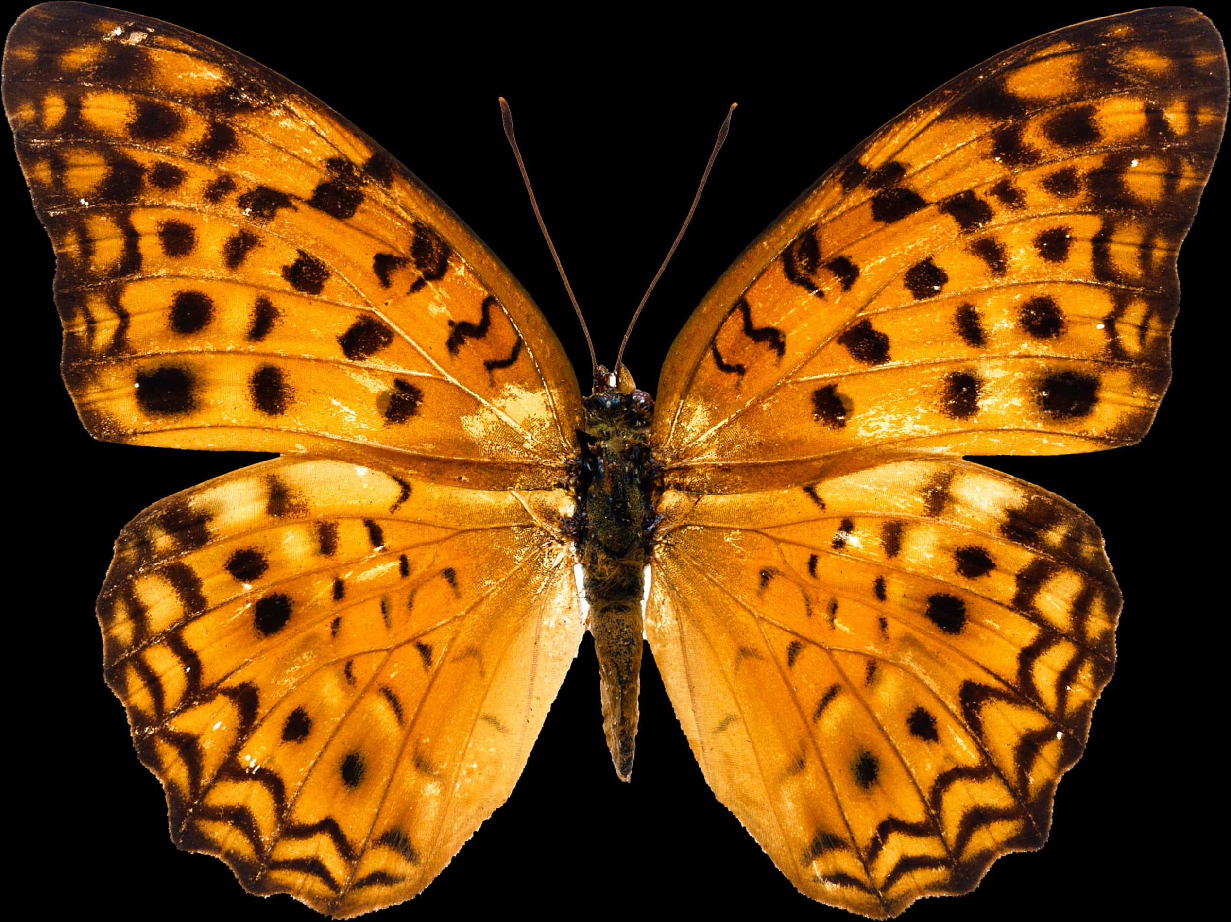 Vibrant_ Orange_ Butterfly PNG