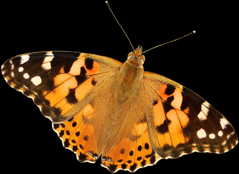 Vibrant_ Painted_ Lady_ Butterfly_ Transparent_ Background.png PNG