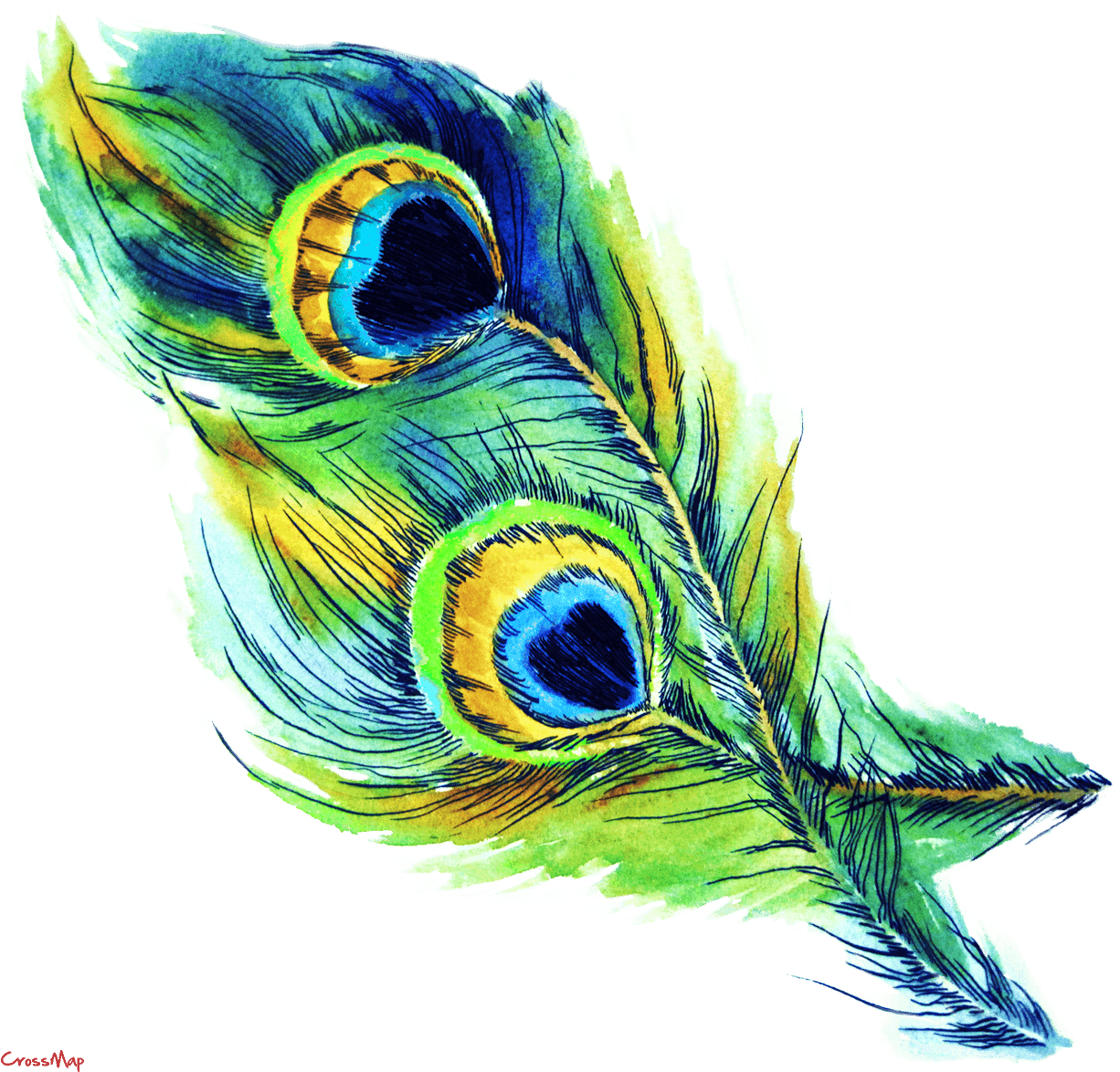 Vibrant_ Peacock_ Feather_ Artwork PNG