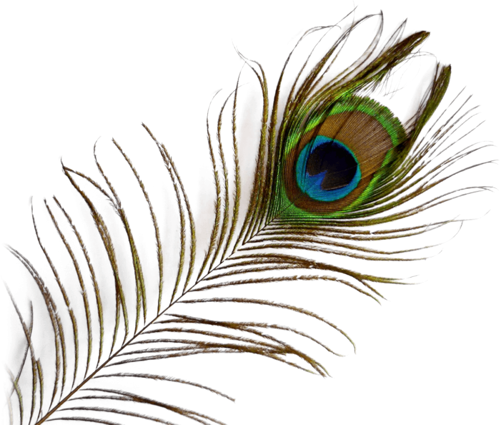 Vibrant_ Peacock_ Feather_ Closeup.png PNG