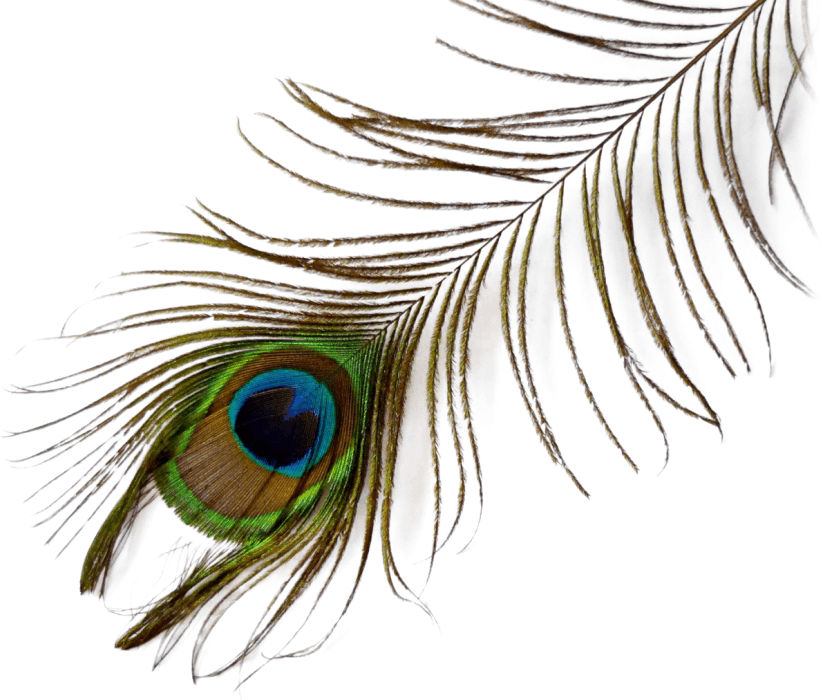 Vibrant_ Peacock_ Feather_ Closeup.png PNG