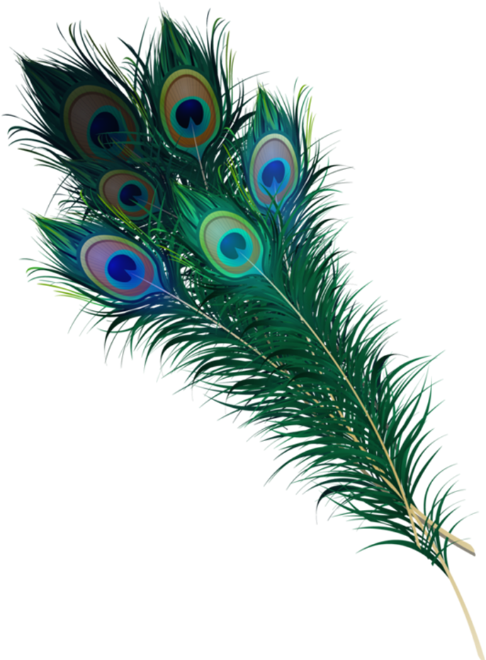 Vibrant_ Peacock_ Feathers_ Display PNG