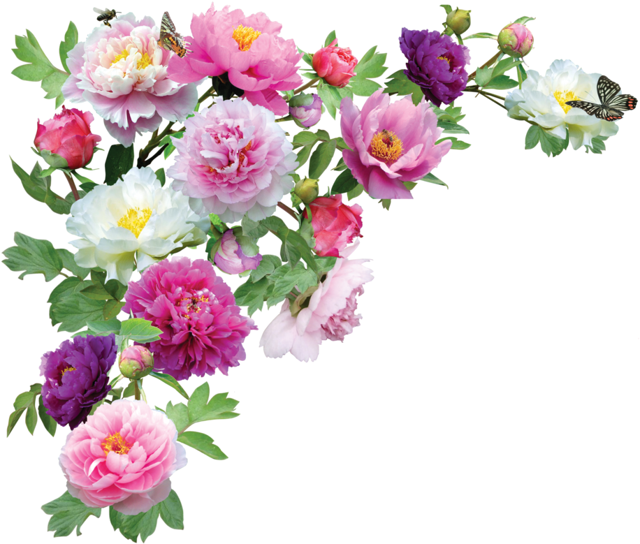 Vibrant_ Peonies_and_ Butterflies.png PNG