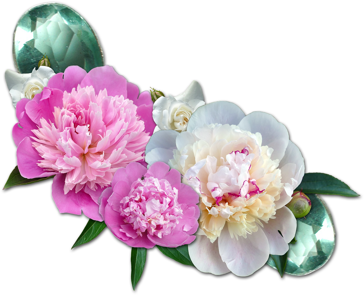 Vibrant_ Peony_ Blossoms_ Transparent_ Background.png PNG