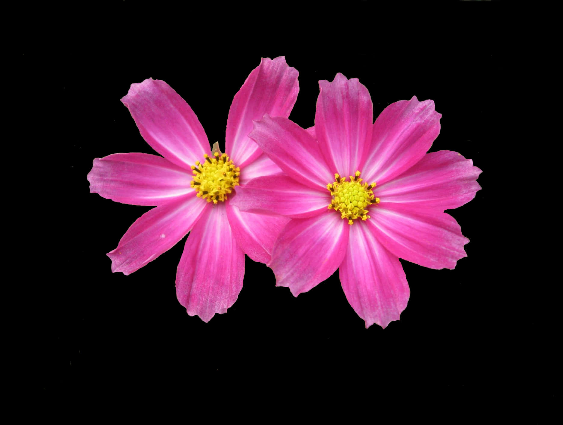 Vibrant_ Pink_ Flowers_ Black_ Background.jpg PNG