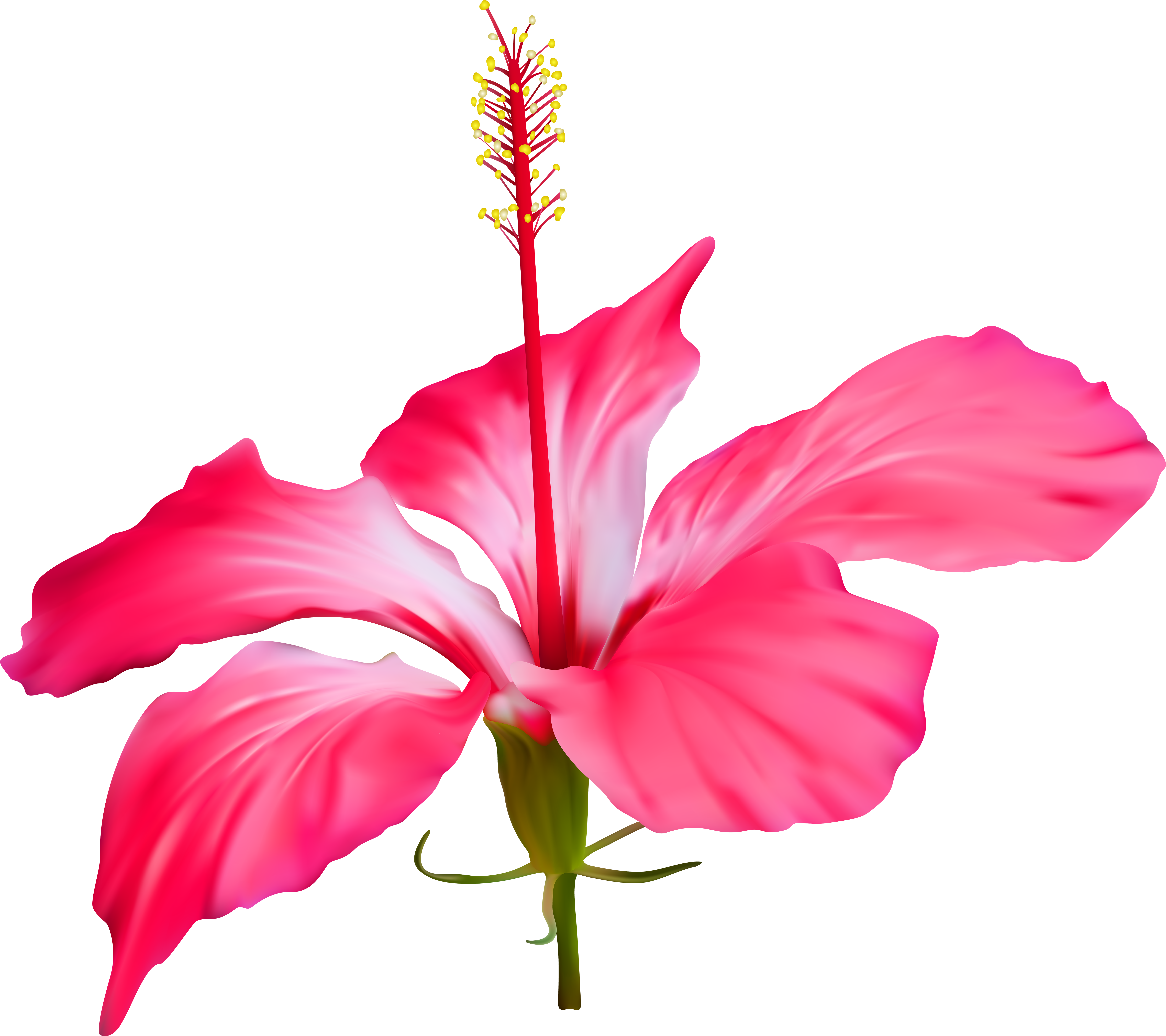 Vibrant_ Pink_ Hibiscus_ Flower PNG