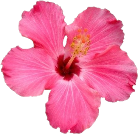 Vibrant_ Pink_ Hibiscus_ Flower.png PNG
