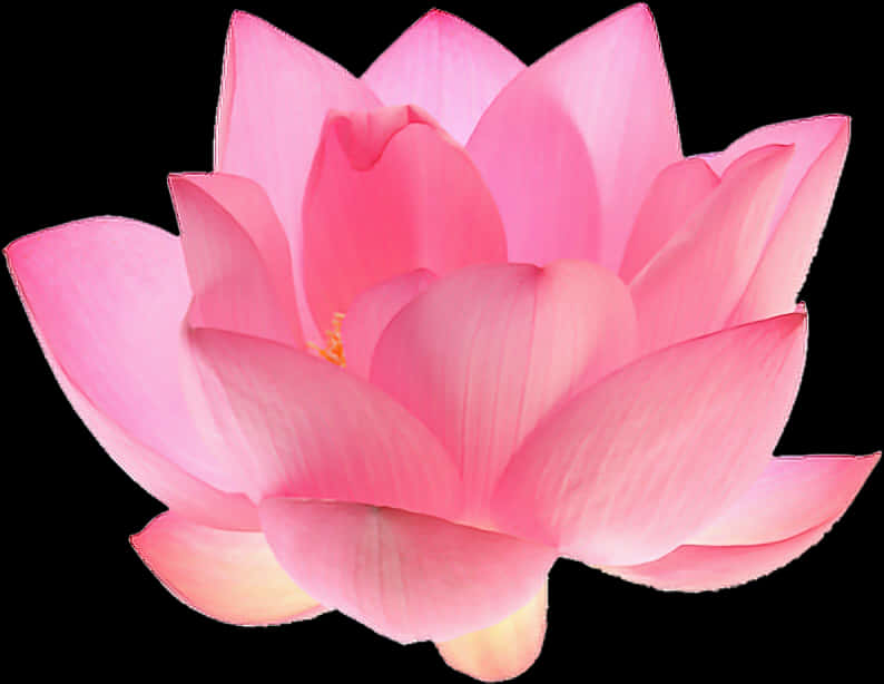 Vibrant_ Pink_ Lotus_ Flower_ Isolated PNG