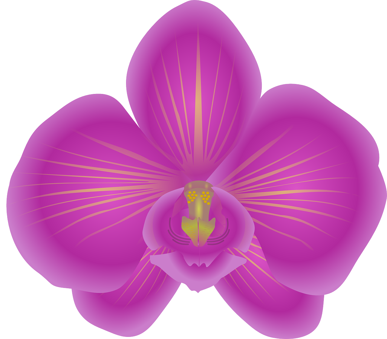 Vibrant_ Pink_ Orchid_ Illustration PNG