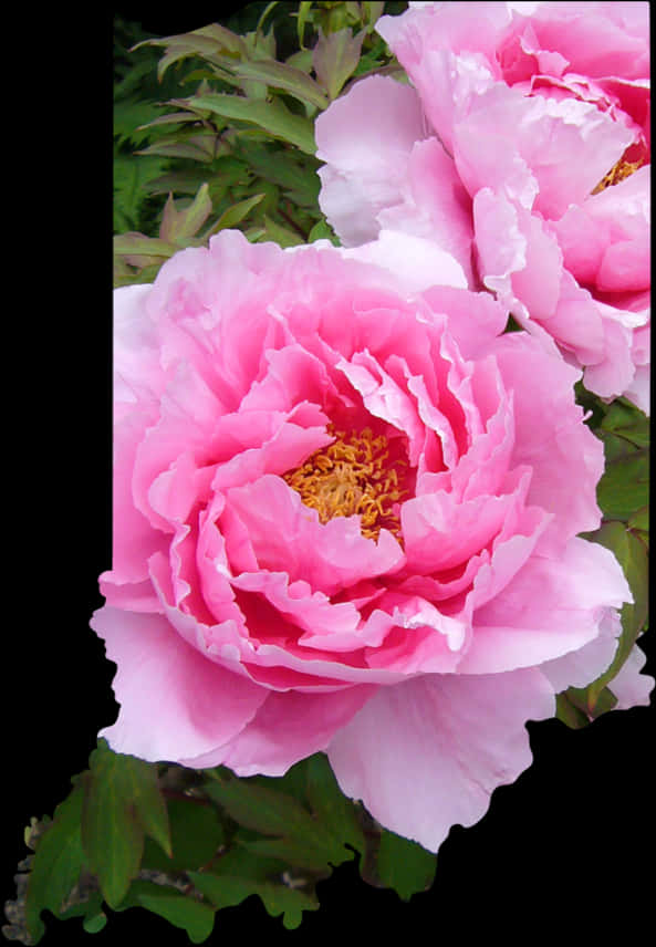 Vibrant_ Pink_ Peonies_ Floral_ Display.jpg PNG