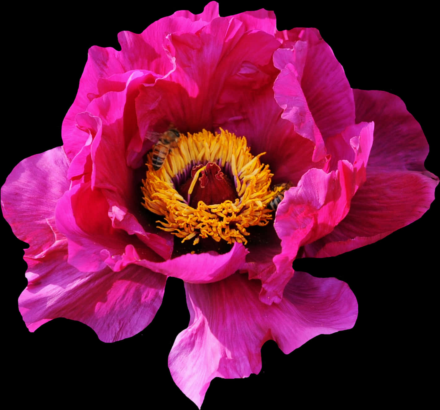 Vibrant_ Pink_ Peony_with_ Bee.jpg PNG