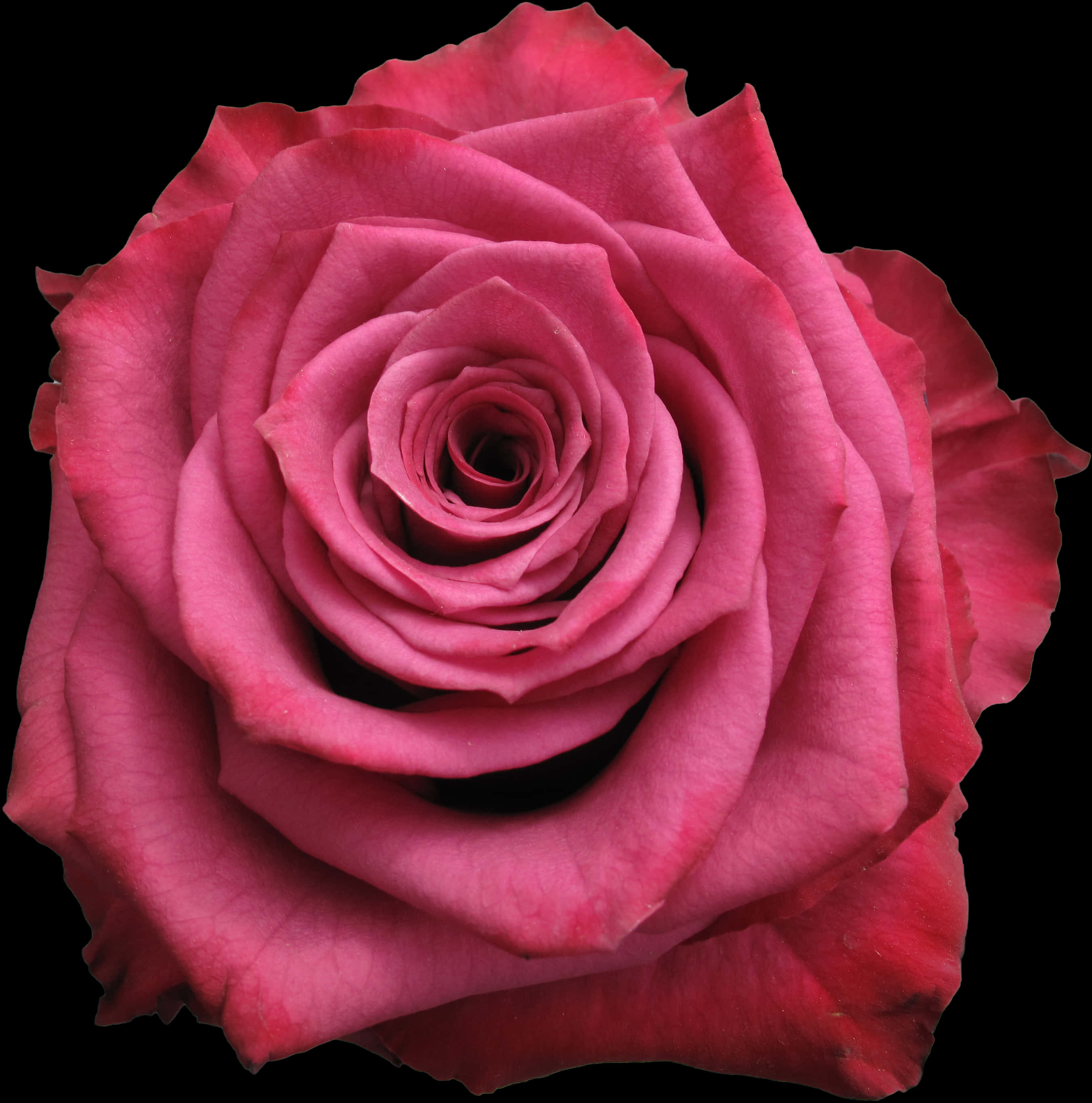 Vibrant_ Pink_ Rose_ Closeup.jpg PNG