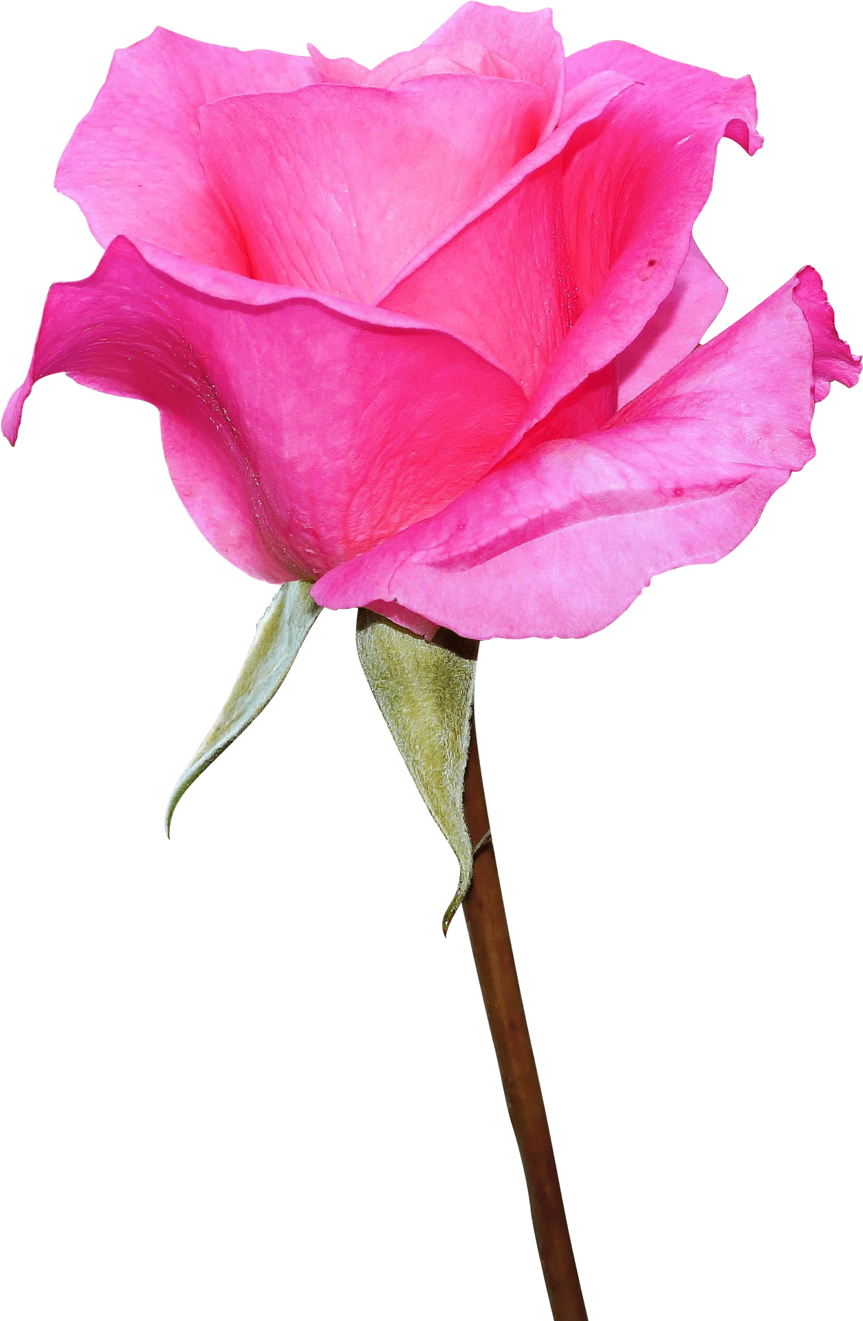Vibrant_ Pink_ Rose_ Isolated.png PNG