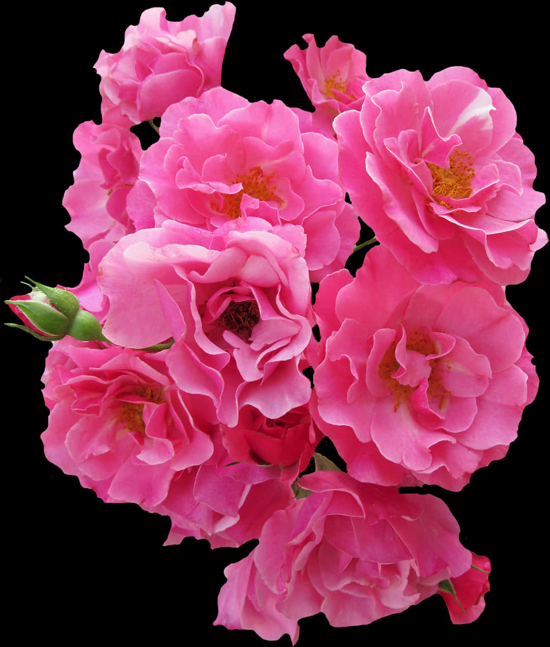 Vibrant_ Pink_ Roses_ Black_ Background.jpg PNG