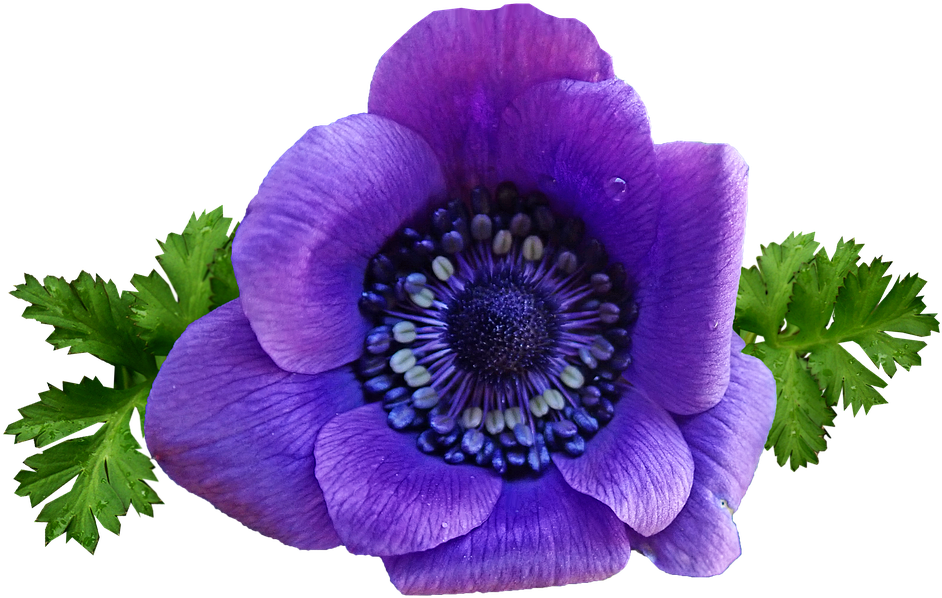 Vibrant_ Purple_ Anemone_ Flower.png PNG