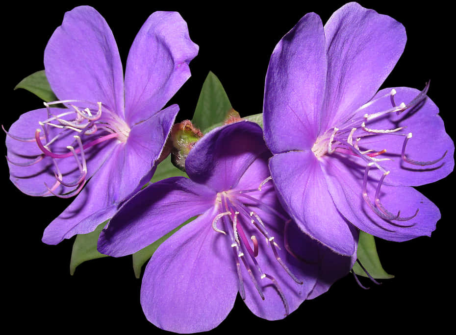 Vibrant_ Purple_ Flowers_ Black_ Background.jpg PNG