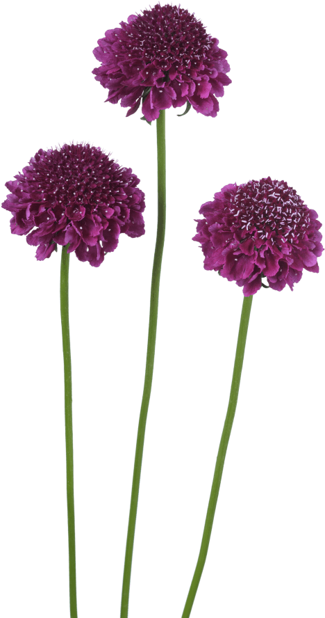 Vibrant_ Purple_ Flowers_ Isolated_ Background.png PNG