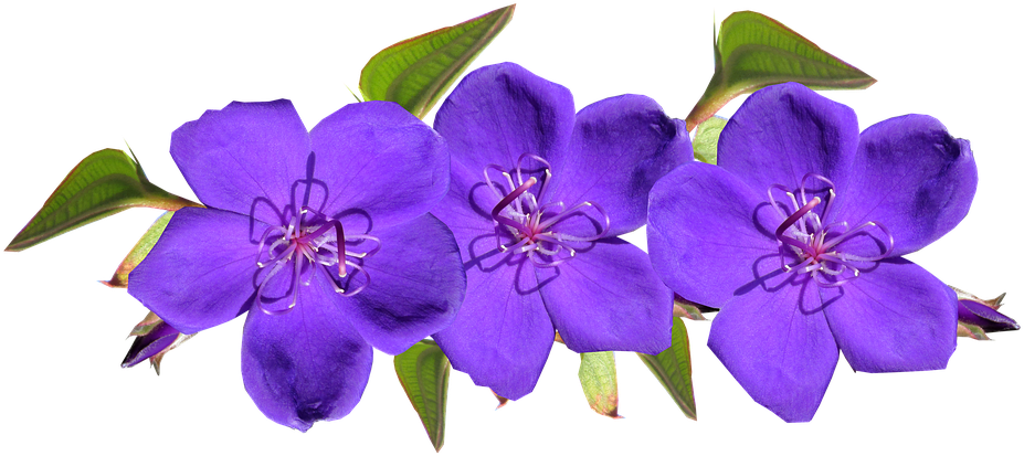 Vibrant_ Purple_ Flowers_ Transparent_ Background.png PNG