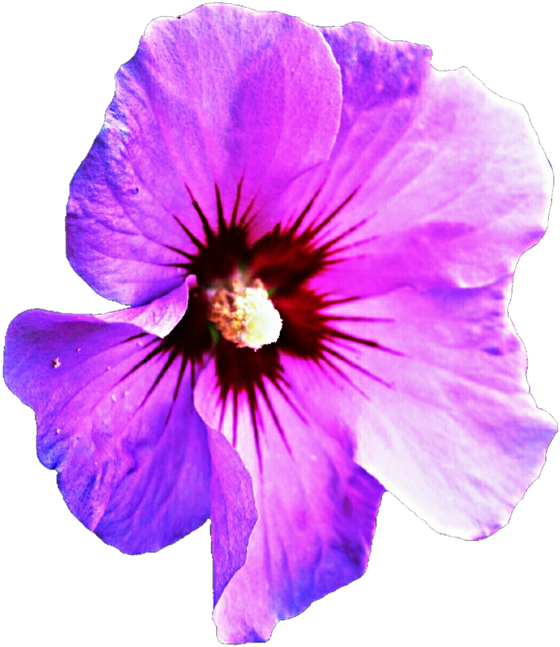 Vibrant_ Purple_ Hibiscus_ Closeup.png PNG
