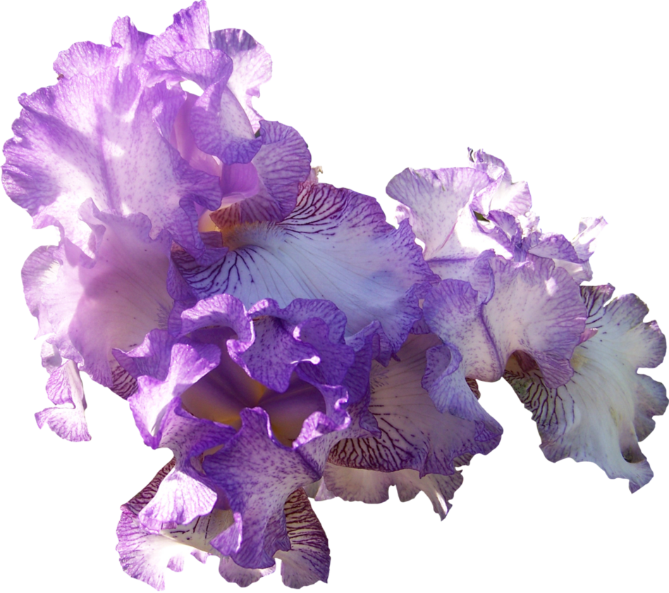 Vibrant_ Purple_ Iris_ Blooms PNG