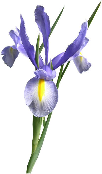 Vibrant_ Purple_ Iris_ Flower.png PNG