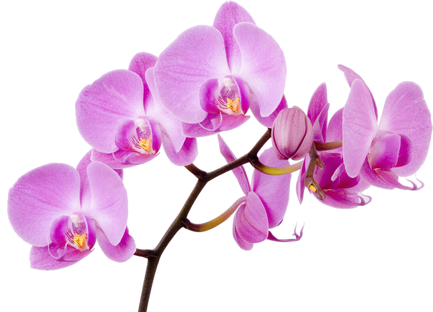 Vibrant_ Purple_ Orchid_ Branch PNG