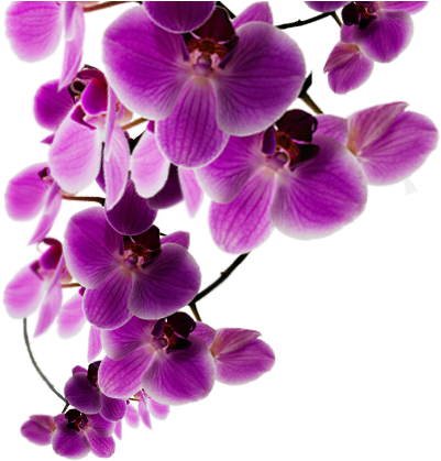 Vibrant_ Purple_ Orchids PNG