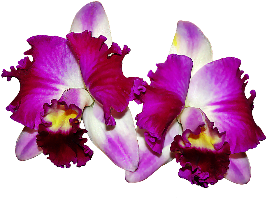 Vibrant_ Purple_ Orchids.png PNG