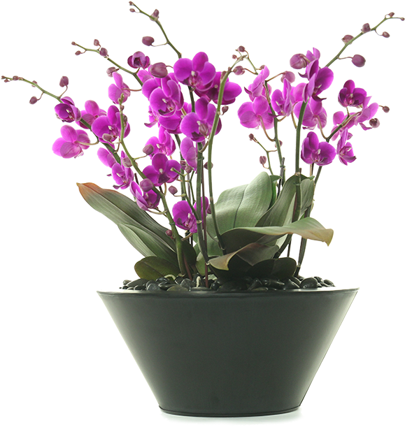 Vibrant_ Purple_ Orchids_in_ Pot PNG