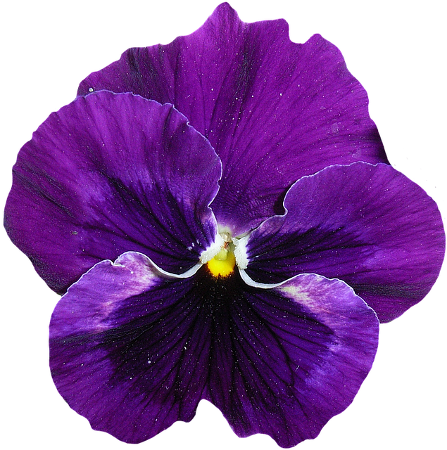 Vibrant_ Purple_ Pansy_ Flower.png PNG