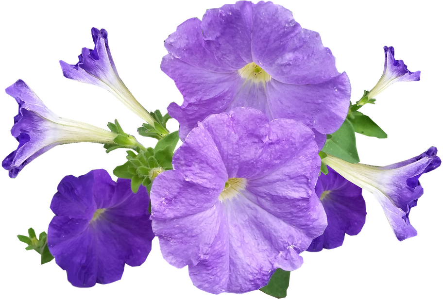 Vibrant_ Purple_ Petunias.png PNG