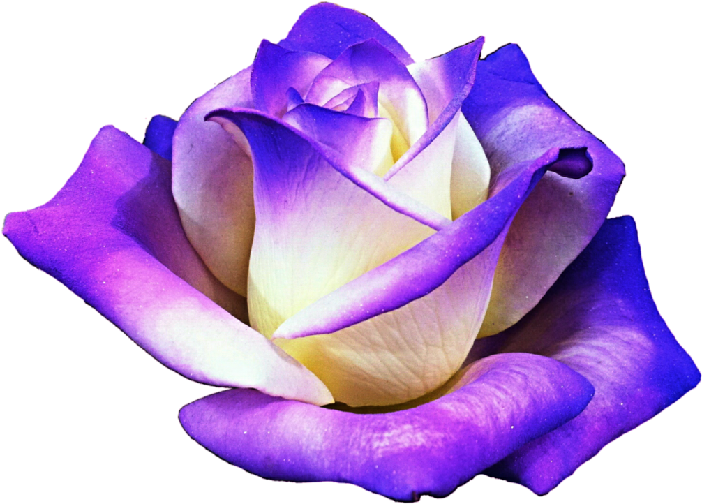 Vibrant_ Purple_ Rose_ Transparent_ Background.png PNG