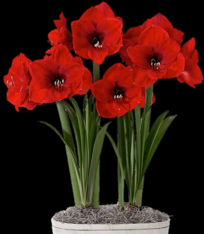Vibrant_ Red_ Amaryllis_in_ White_ Pot PNG