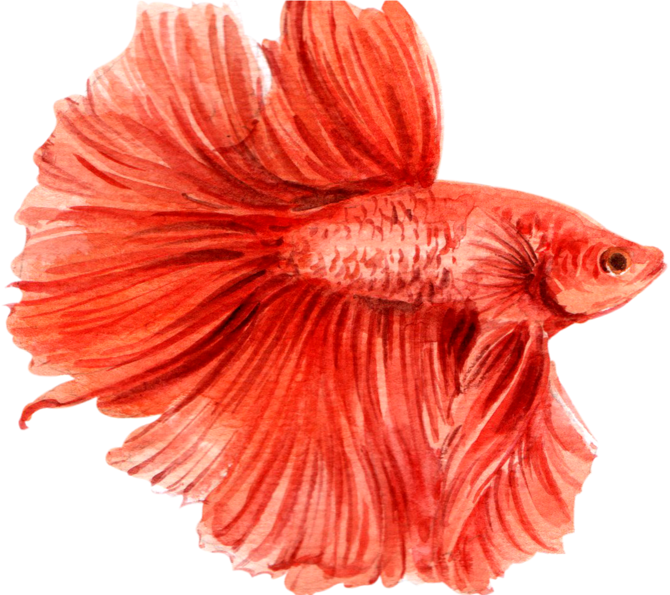 Vibrant_ Red_ Betta_ Fish_ Illustration.png PNG