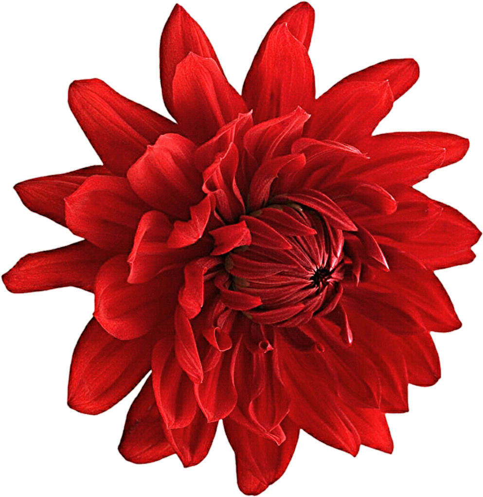 download-vibrant-red-dahlia-flower-png-wallpapers