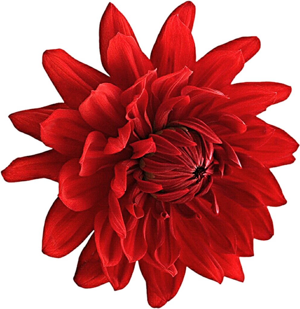 Vibrant_ Red_ Dahlia_ Flower.png PNG