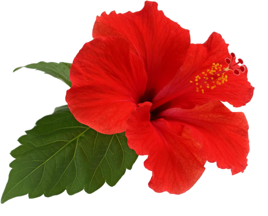 Vibrant_ Red_ Hibiscus_ Flower_ Transparent_ Background.png PNG