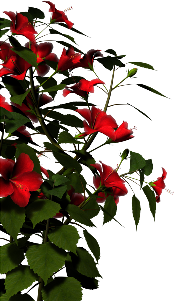 Vibrant_ Red_ Hibiscus_ Flowers PNG