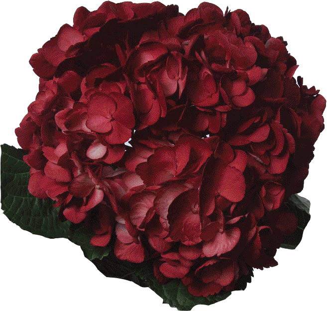 Vibrant_ Red_ Hydrangea_ Bloom PNG
