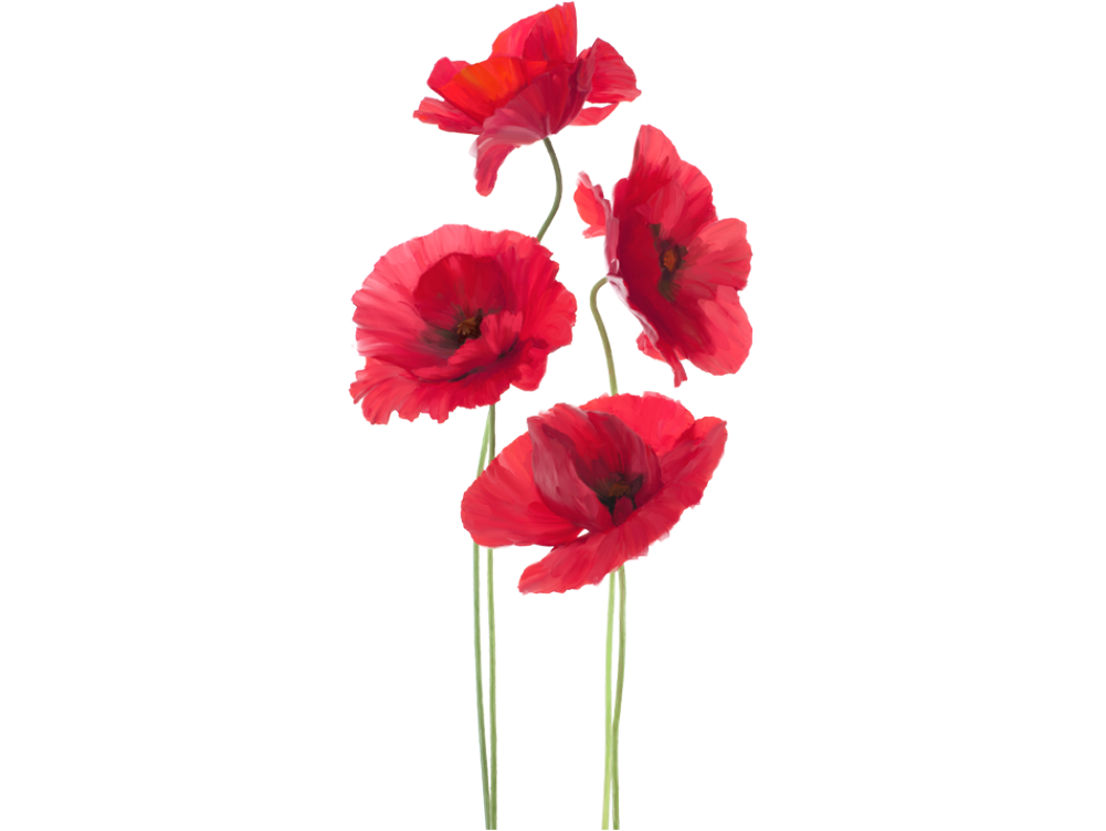 Vibrant_ Red_ Poppies_ Against_ Textured_ Background PNG
