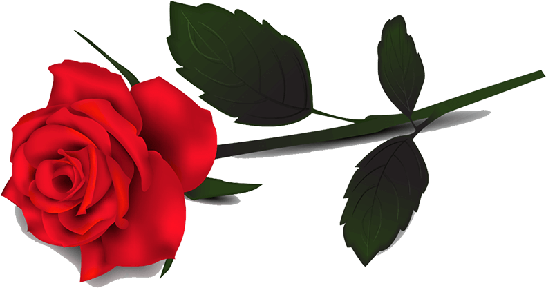 Vibrant_ Red_ Rose_ Graphic.png PNG