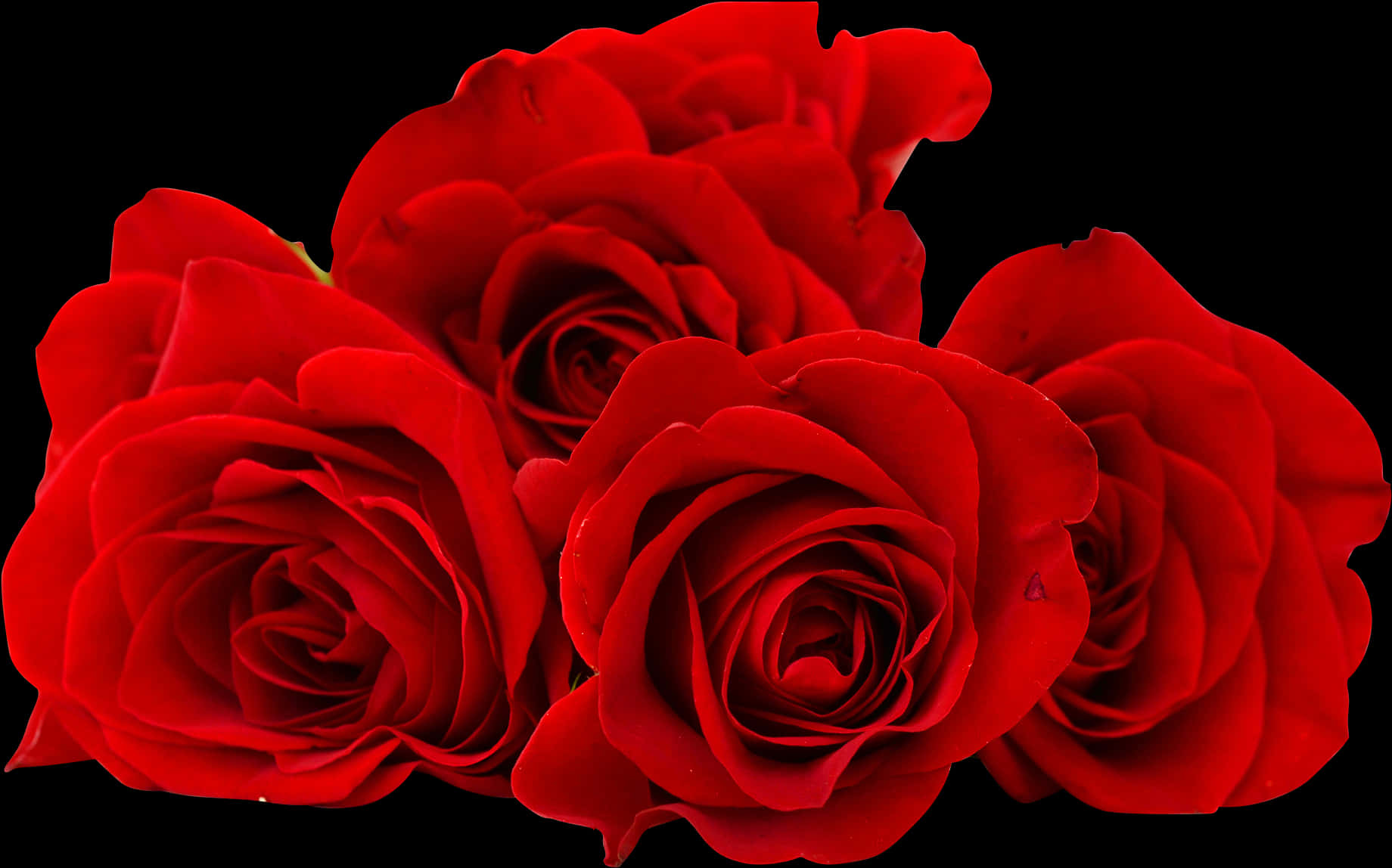 Vibrant_ Red_ Roses_ Black_ Background.jpg PNG