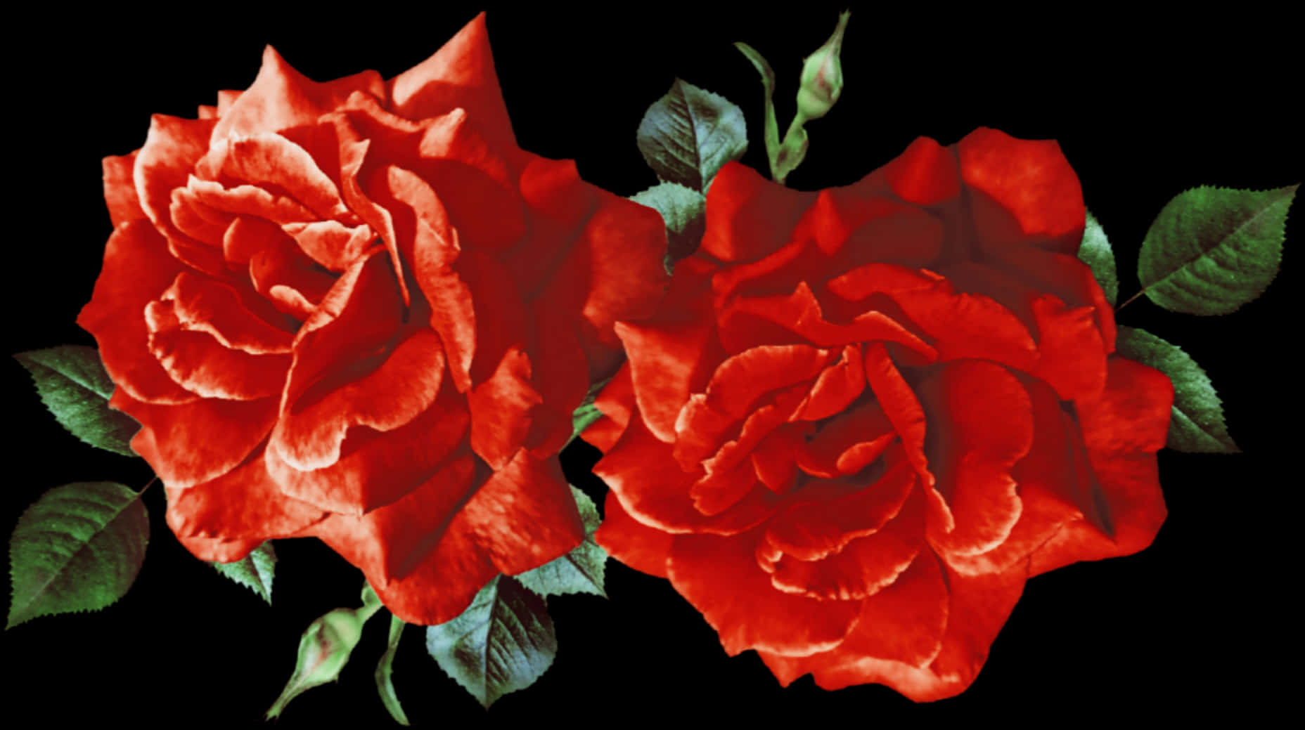 Vibrant_ Red_ Roses_ Black_ Background.jpg PNG