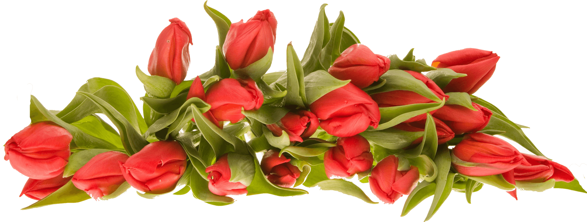 Vibrant_ Red_ Tulips_ Bouquet.png PNG