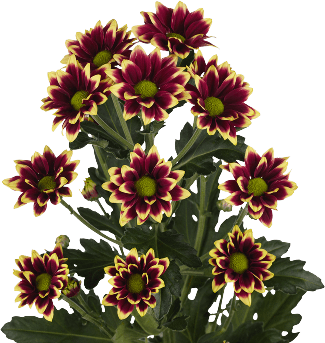 Vibrant_ Red_and_ Yellow_ Chrisyanthemums.png PNG