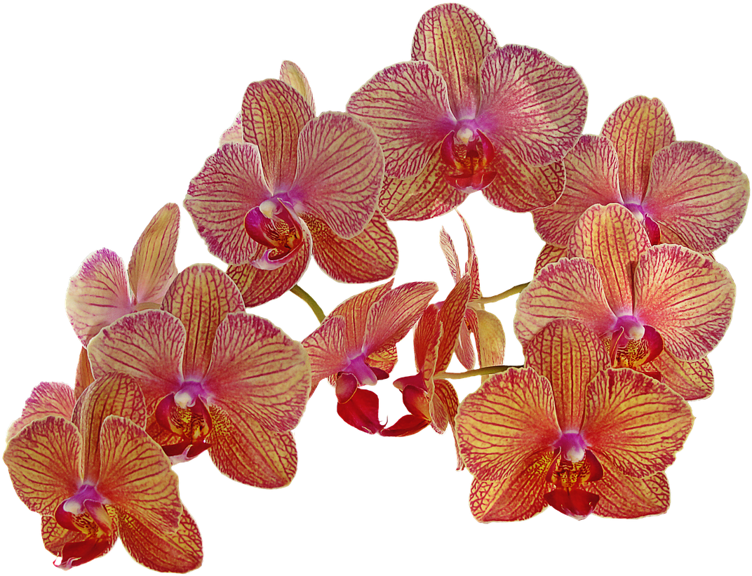 Vibrant_ Red_and_ Yellow_ Orchids PNG