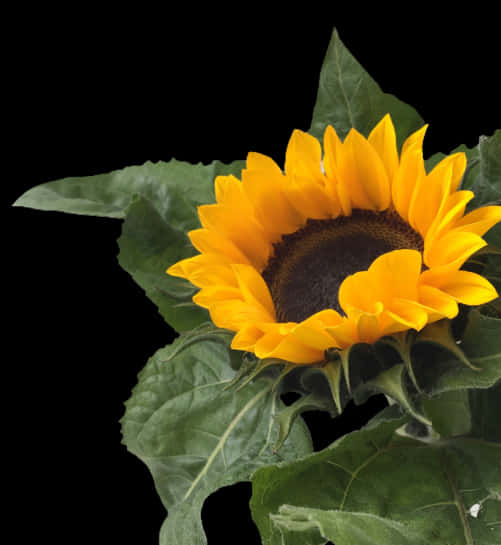 Vibrant_ Sunflower_ Against_ Black_ Background.jpg PNG